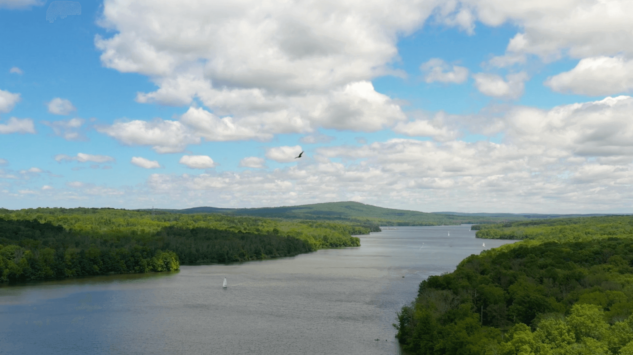 A bird flies over a river in a forest, staying at the lake house inn.